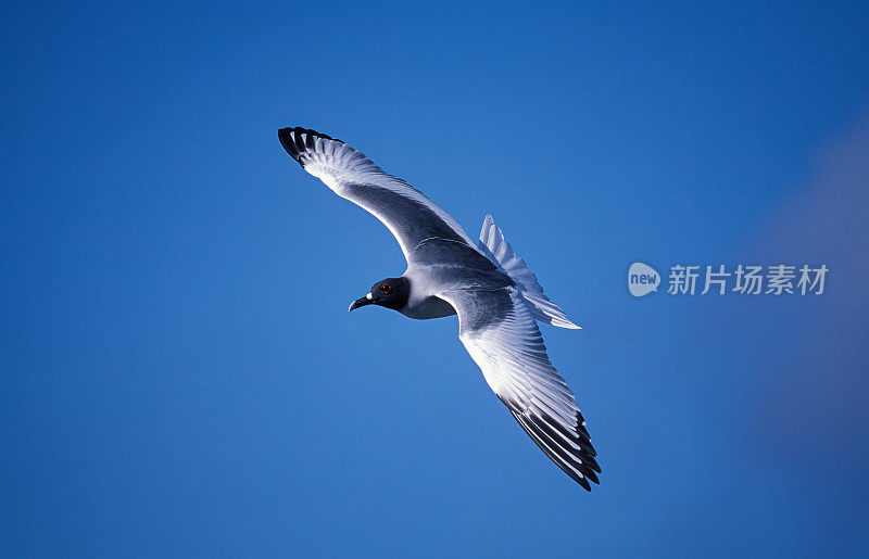 燕尾鸥(Creagrus furcatus)是一种赤道海鸟，属于鸥科。厄瓜多尔。加拉帕戈斯群岛国家公园。塔岛，吉诺维萨岛。飞行。